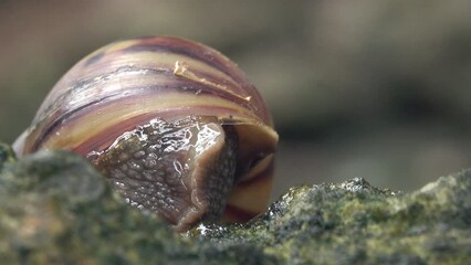 Close-up snail crawling on the dirt