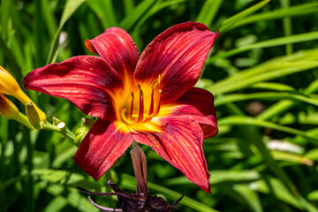 Red Daylily flowers close up. Cultivated garden plant.