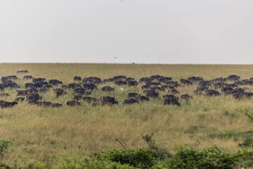 Cercles muraux Parc national du Cap Le Grand, Australie occidentale African buffaloes (Syncerus caffer) in Murchison Falls national park, Uganda