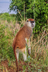 Patas monkey (Erythrocebus patas) in Murchison Falls national park, Uganda