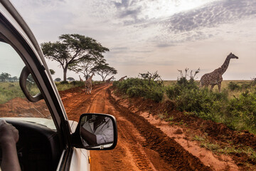 Giraffes in Murchison Falls national park, Uganda