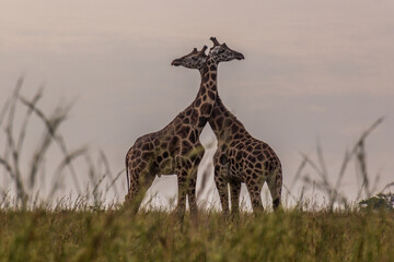Giraffes in Murchison Falls national park, Uganda