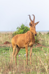 Lelwel Hartebeest (Alcelaphus buselaphus lelwel) in Murchison Falls national park, Uganda