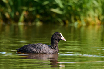 Łyska zwyczajna. Fulica atra. Common coot
