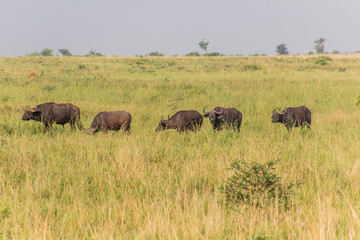 Fototapeta na wymiar African buffaloes (Syncerus caffer) in Murchison Falls national park, Uganda