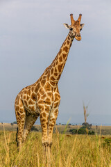 Giraffes in Murchison Falls national park, Uganda