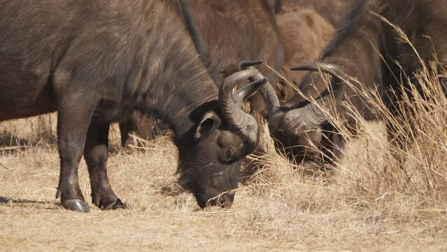 Close up side profile Cape Buffalo graze on short dry grass