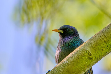 Szpak. Sturnus vulgaris. Starling.