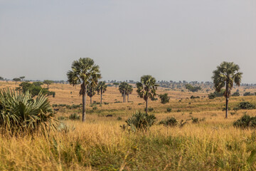 Landscape of Murchison Falls national park, Uganda