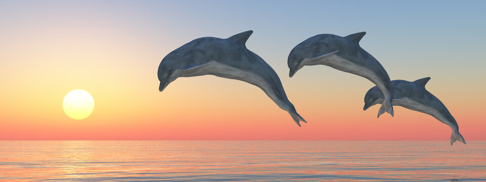Drei springende Delfine bei Sonnenuntergang