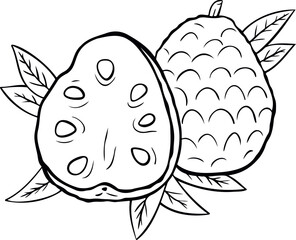 Cherimoya, annona reticulata, sugar apple. Custard apple whole fruit and half sliced isolated on white background. Vector illustration in doodle style