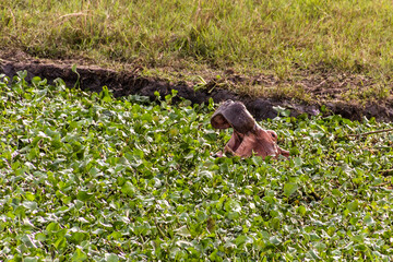 Hippopotamus in Murchison Falls national park, Uganda