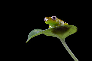 Juvenile Zhangixalus dulitensis closeup from side view, Baby Jade tree frog closeup on isolated background