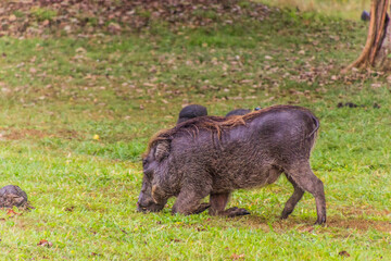 Eastern Warthog (Phacochoerus africanus massaicus) in Ziwa Rhino Sanctuary, Uganda
