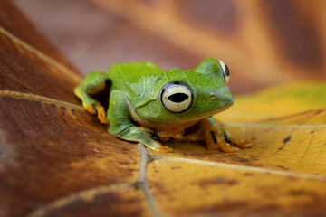 Tree frog on leaves, Gliding frog (Rhacophorus reinwardtii) closeup on dry leaves