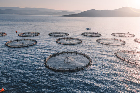 Fish cage of fish farming in open sea, aerial close-up shot