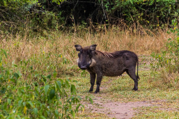 Warthog in Ziwa Rhino Sanctuary, Uganda