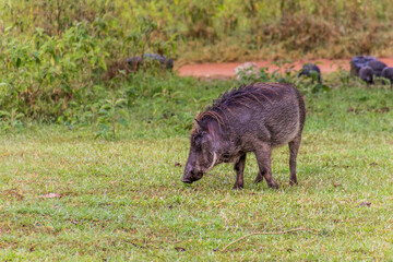 Eastern Warthog (Phacochoerus africanus massaicus) in Ziwa Rhino Sanctuary, Uganda