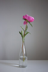 Pink peony flower in a vase