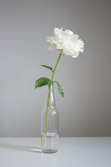 One beautiful peony  in a glass bottle 