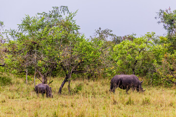 Fototapeta premium Southern white rhinoceros (Ceratotherium simum simum) in Ziwa Rhino Sanctuary, Uganda
