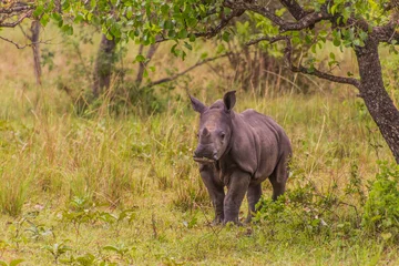 Gardinen Nashorn Southern white rhinoceros (Ceratotherium simum simum) in Ziwa Rhino Sanctuary, Uganda  © Matyas Rehak
