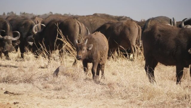 African Buffalo calf chews the cud in middle of dry grassland, surrounded by herd