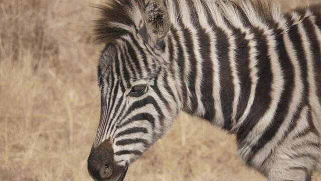Closeup of baby zebra face and coat walking past