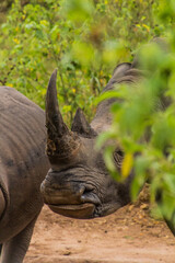 Naklejka na ściany i meble Southern white rhinoceros (Ceratotherium simum simum) in Ziwa Rhino Sanctuary, Uganda