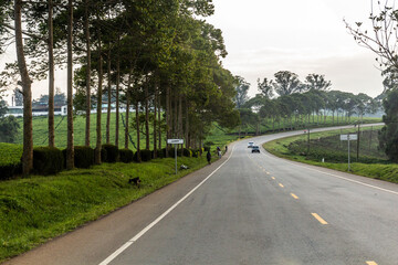 WESTERN UGANDA - MARCH 10, 2020: Mubende - Fort Portal road through tea plantations near Kaswa, Uganda