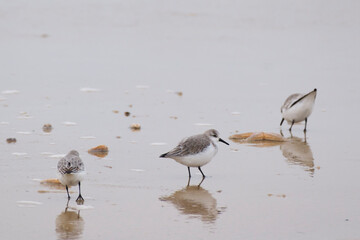Sanderling (Calidris alba) an der Küste, Sylt, Nordfriesische Insel, Nordfriesland, Nordsee,...