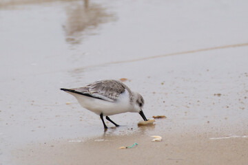 Sanderling (Calidris alba) an der Küste, Sylt, Nordfriesische Insel, Nordfriesland, Nordsee, Schleswig-Holstein, Deutschland, Europa