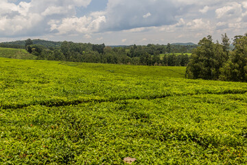 Tea plantations near Rweetera village in the crater lakes region near Fort Portal, Uganda