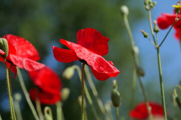 Fototapeta premium Fleurs rouges de coquelicot