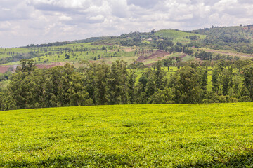 Tea plantations near Rweetera village in the crater lakes region near Fort Portal, Uganda