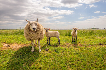Portrait of a mother sheep posing with her shy two little lambs on the top of a Dutch dike. It is...