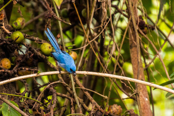 African Blue Flycatcher (Elminia longicauda) in the crater lakes region near Fort Portal, Uganda