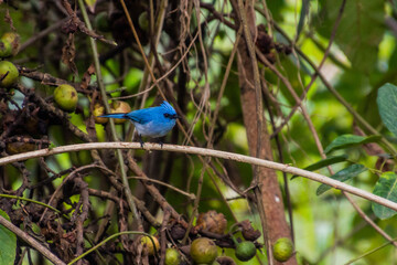 African Blue Flycatcher (Elminia longicauda) in the crater lakes region near Fort Portal, Uganda