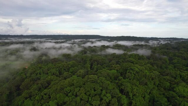 Formation of cloud forest
Islands rain forests is a tropical moist broadleaf forest ecoregion in the Indian Islands. 