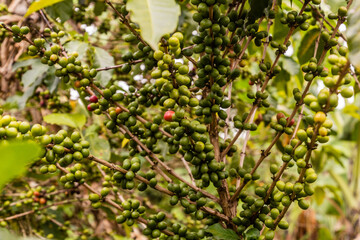 View of a coffee plant in the crater lakes region near Fort Portal, Uganda