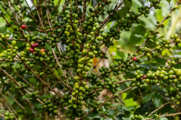 Fototapeta na wymiar View of a coffee plant in the crater lakes region near Fort Portal, Uganda