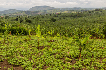 Fototapeta na wymiar Banana plantation in the crater lakes region near Fort Portal, Uganda