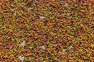 Coffee beans being dried in Kilembe village, Uganda
