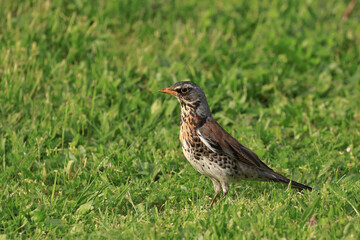 Fieldfare (Turdus pilaris) one the meadow