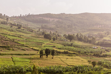Fototapeta premium Green landscape of southern Uganda