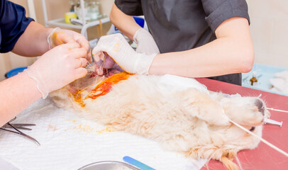 Obraz na płótnie Canvas Veterinary clinic, a surgeon doctor performs an operation to remove pyometra from a Pekingese dog. Sterilization of animals. Closeup emergency surgery. Treatment and rescue animals.