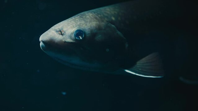 Head Of Lungfish Swimming Under The Water In Aquarium. - close up