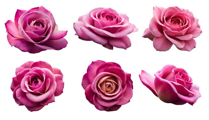 Set of pink roses, Generative AI