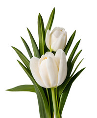 bouquet of white tulips, Generative AI