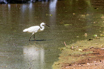 Little Egret (Egretta garzetta) near Lake Victoria in Entebbe, Uganda
